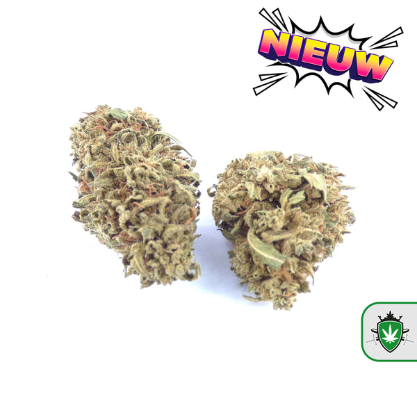 CBD wiet kopen en CBD hasj kopen bij dé specialist – 40+ soorten beschikbaar.